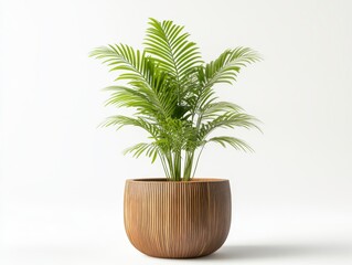 Fototapeta premium Lush Green Palm Plant in Carved Wooden Pot on White Background