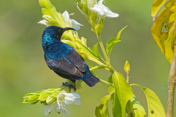 Purple Sunbird (Cinnyris asiaticus), male feeding on flowers, Ranthambhore National Park, Rajasthan, India.