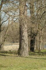 Naklejka premium trees in the park