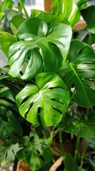 Obraz premium Lush green Monstera leaves thriving indoors in a bright environment