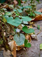 Close-up of leaves