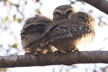 Three Spotted Owlets (Athene brama) huddled together, Ranthambhore National Park, Rajasthan, India.