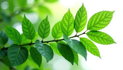 Dense forest leaves isolated on white background, stem, greenery