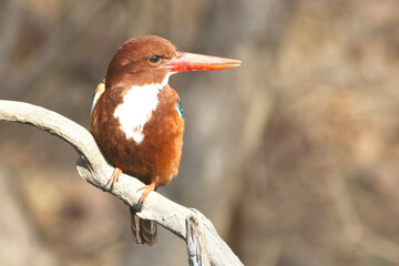 White-throated Kingfisher (Halcyon smyrnensis) perched on a branch, Ranthambhore National Park, Rajasthan, India.
