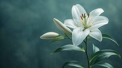 Fototapeta premium White lily blooms, dark background, studio shot, sympathy card