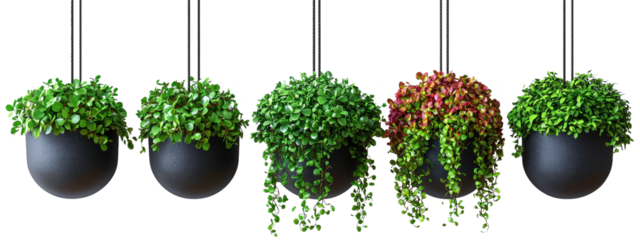 Hanging Plants: Five elegant hanging planters featuring vibrant green cascading plants adding a touch of nature and design to the space.