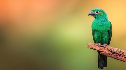 Obraz premium Realistic Resplendent Quetzal sitting calmly, emerald green plumage, long tail, filmed against a clean green backdrop for compositing