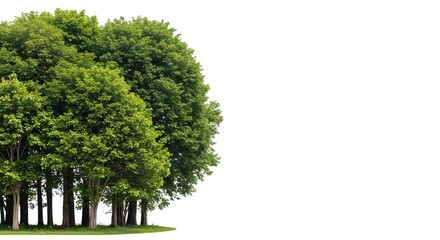 Obraz premium Lush Green Forest on White Background: A Nature Photography