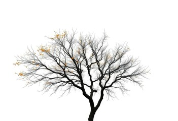 Lone deciduous tree, branches reaching skyward, stark white backdrop, ecology, sky