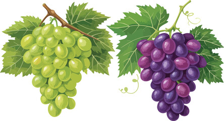 Obraz premium Grapes Illustration vector design, Grapes in white background vector design