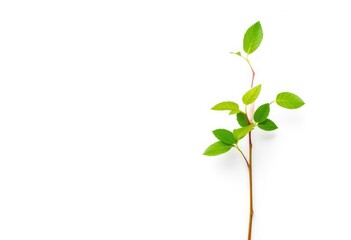 Fototapeta premium Single vibrant green plant, isolated on pure white backdrop, design element, flora