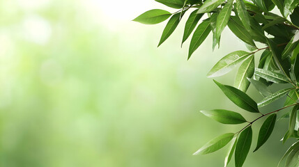 Fresh Green Leaves Background