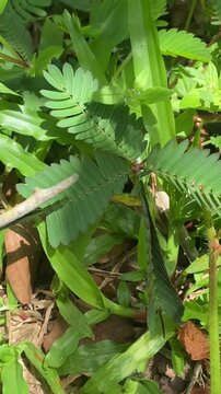 Mimosa Pudica, Sensitive plant, Dormideira.