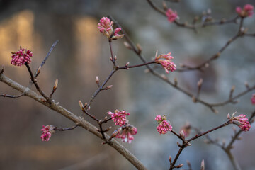 Flower buds of arrowwood. Arrowwood Dawn (Viburnum Bodnantense) in bloom. Winter snowball background. Early spring.