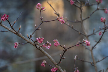 Flower buds of arrowwood. Arrowwood Dawn (Viburnum Bodnantense) in bloom. Winter snowball background. Early spring.