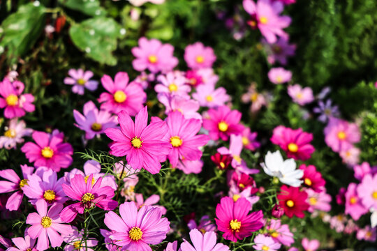 a Pink and white cosmos flowers in garden. Cosmos bipinnatus in Full Bloom