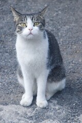 Confident Cat Sitting and Staring Directly at the Camera