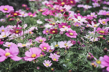 Fototapeta premium a Pink and white cosmos flowers in garden. Cosmos bipinnatus in Full Bloom