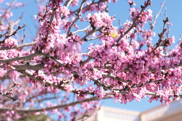 Closeup of Judas tree pink flowers.
Cercis canadensis purple blossom in sunny day. 