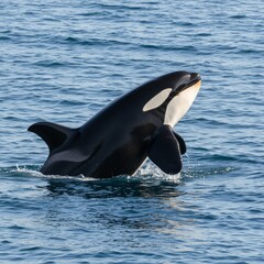 Obraz premium Killer whale in the ocean. Marine animals