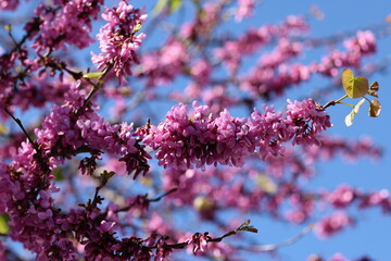 Closeup of Judas tree pink flowers.
Cercis canadensis purple blossom in sunny day. 