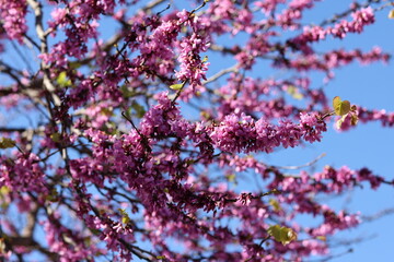Closeup of Judas tree pink flowers.
Cercis canadensis purple blossom in sunny day. 