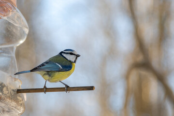 Colorful bird feeding at a winter bird feeder in a tranquil setting