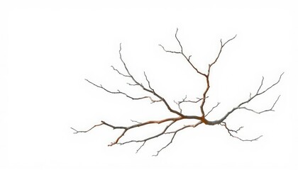 Bare, gnarled branches isolated against a pure white backdrop, monochrome, gray