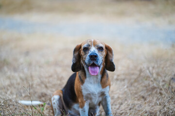 Dirty Face Beagle Sitting Outdoors in a Natural Dry Grass Field