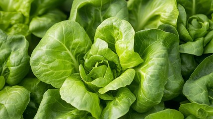 Obraz premium close-up of a fresh green lettuce.