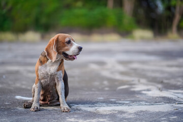 Happy Beagle Dog Sitting on Concrete Outdoors in a Natural Setting