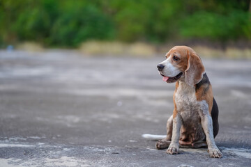 Beagle Puppy Sitting on Pavement Outdoors with Greenery in the Background
