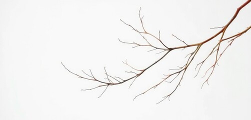 Fototapeta premium Delicate, bare branches isolated against a pure white backdrop, simple, closeup
