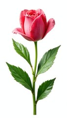 Obraz premium Focal point flora isolated on white background, plant life, isolated