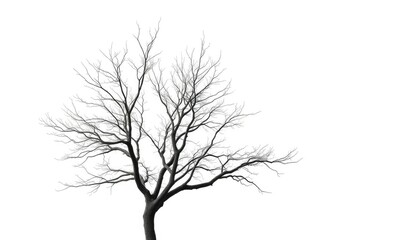 Obraz premium Lone deciduous tree, stark branches against pure white, flora, backdrop