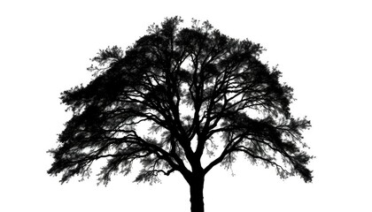 Single, majestic tree silhouetted against a pure white backdrop, royalty free, photography