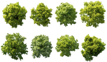 Aerial forest trees canopy, vector perspective, transparent backgrounds PNG, nature, foliage, green, jungle, treetop, isolated, overhead, landscape, ecosystem, wild, scenery, plant, woodland