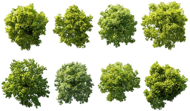 Aerial forest trees canopy, vector perspective, transparent backgrounds PNG, nature, foliage, green, jungle, treetop, isolated, overhead, landscape, ecosystem, wild, scenery, plant, woodland