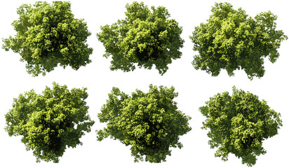 Fototapeta premium Vector forest trees canopy view, aerial perspective on transparent backgrounds, PNG, jungle, green foliage, overhead view, woodland, tropical, nature, isolated, eco, environment, landscape