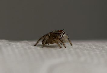 Small spider explores a textured surface in a close-up view under soft lighting
