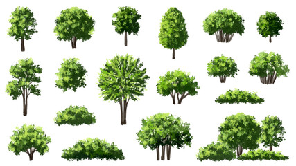  Vector watercolor green  tree or forest side view isolated on white background for landscape and architecture drawing,elements for environment or and garden,Shrub for section