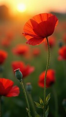 Fototapeta premium Crimson poppy blossoms sway gently in the fading sun's glow , light, rural, red