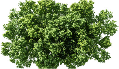 Green trees canopy aerial view, vector landscape, transparent PNG, forest tops, outdoor scenery, nature background, tree canopy, lush foliage, bird's eye view, nature design elements