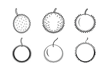 Rambutan &ndash; Nephelium lappaceum line art vector illustration