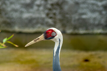 Side profile of a white-naped crane with a sharp beak and striking red face in a captive setting