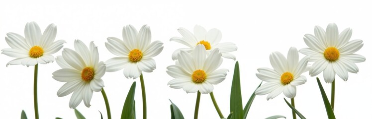 Set of white daisy flowers isolated on white background. Springtime floral design. Nature, bloom, blossom beauty. Perfect for greeting cards, wedding invitations, decor.