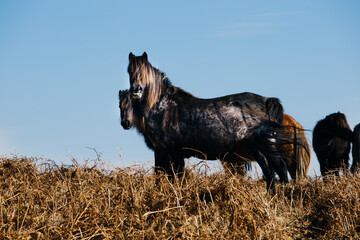 Two bay wild horses in the hills in Wales.