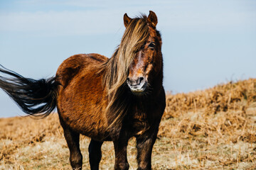 Lonely and Wild Ponie on the hills of Wales