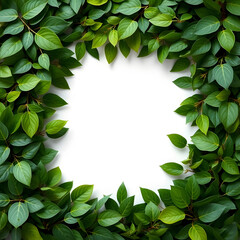 Fototapeta premium green leaves frame