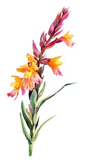 Naklejka premium PNG A barhea vulgaris over flower wildflower clip art illustration watercolor petals.